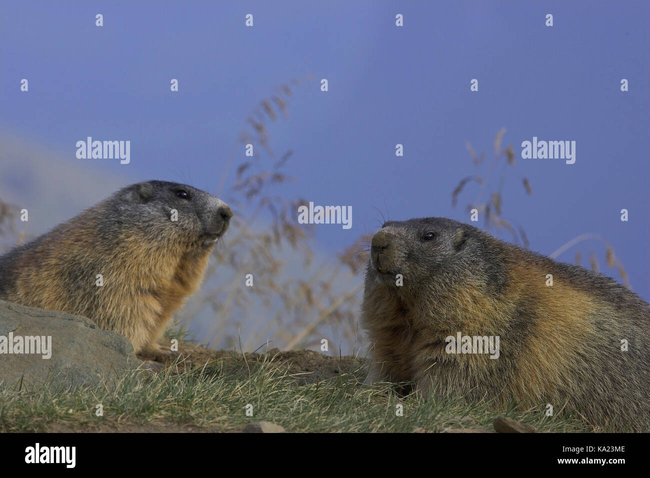 Groundhog, alpine marmot, Marmota marmota, Murmeltier / Alpine marmot / Marmota marmota Stock Photo