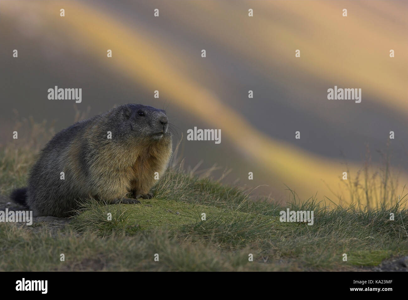 Groundhog, alpine marmot, Marmota marmota, Murmeltier / Alpine marmot / Marmota marmota Stock Photo