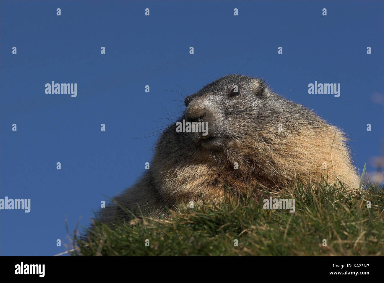 Groundhog before blue sky, Murmeltier vor blauen Himmel Stock Photo