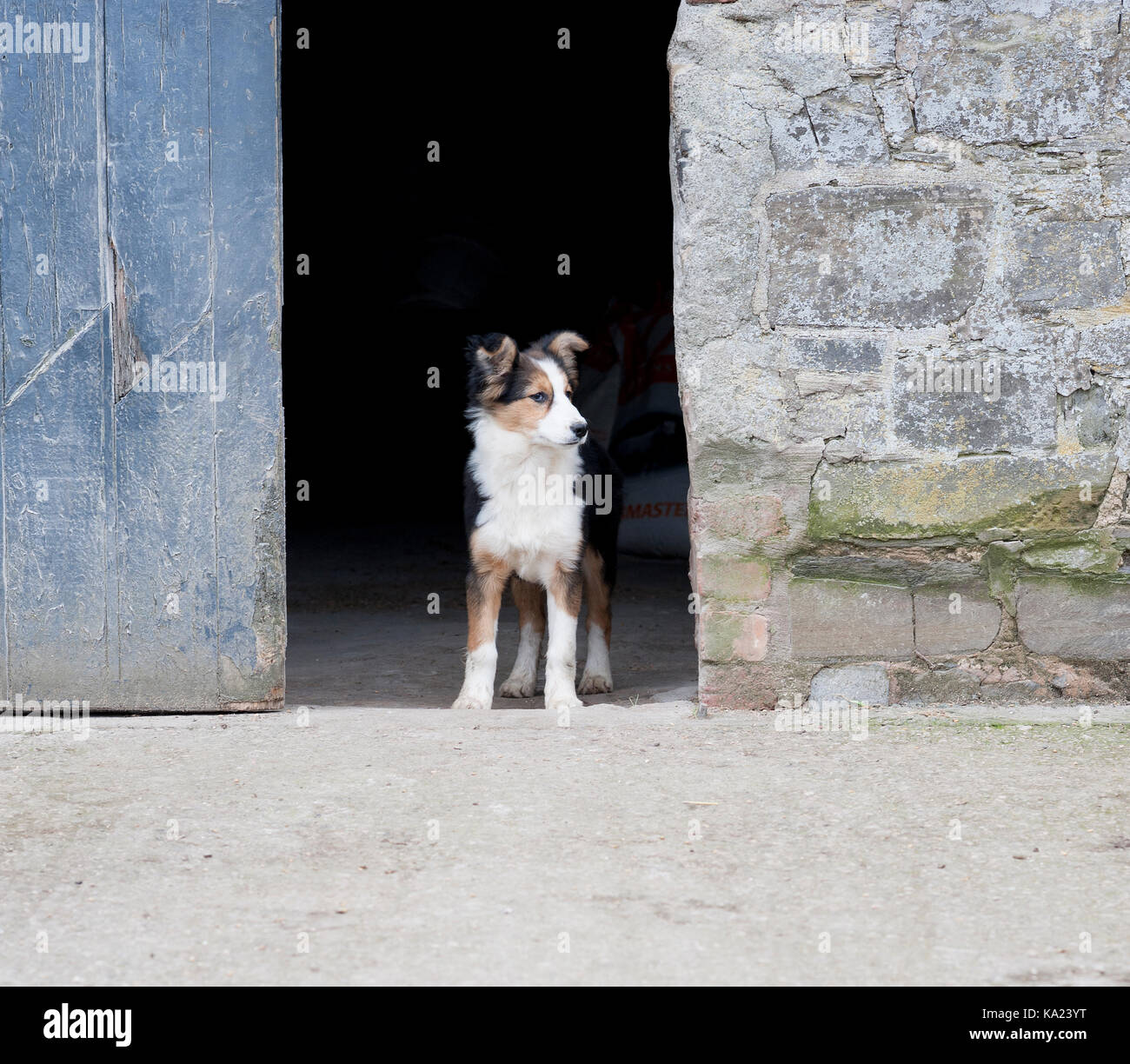 Sheepdog puppy at a farm door, Wales, uk Stock Photo