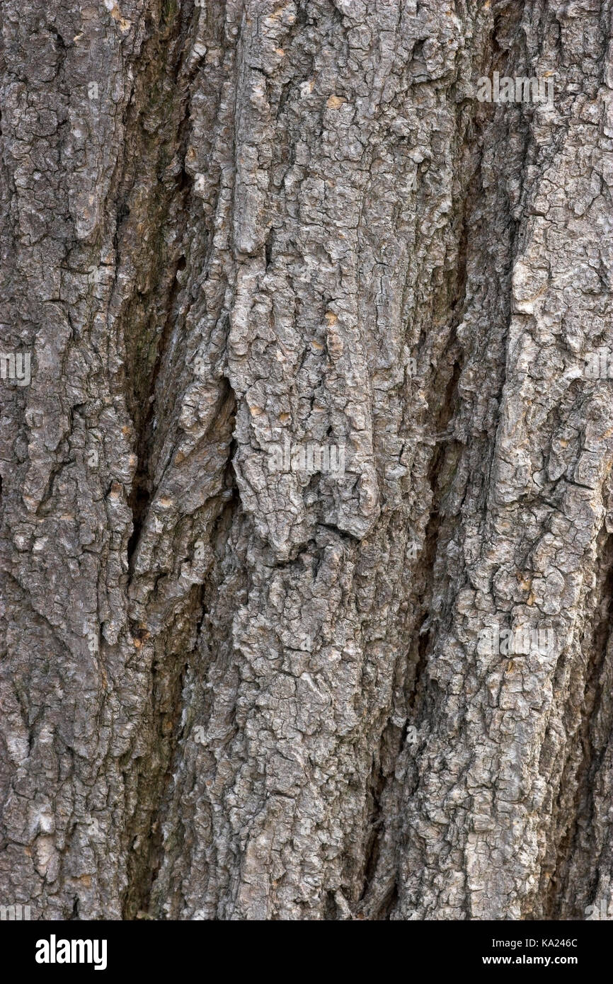 String tree, Sophora japonica, Schnurbaum / Sophora japonica Stock Photo