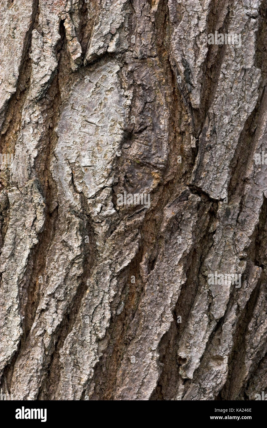 String tree, Sophora japonica, Schnurbaum / Sophora japonica Stock Photo