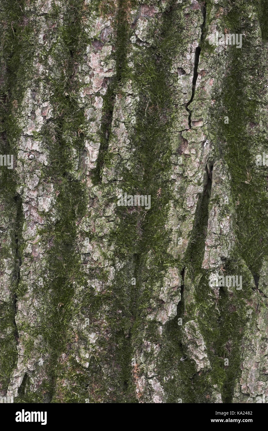 Handle oak, Quercus robur, Stieleiche / Quercus robur Stock Photo