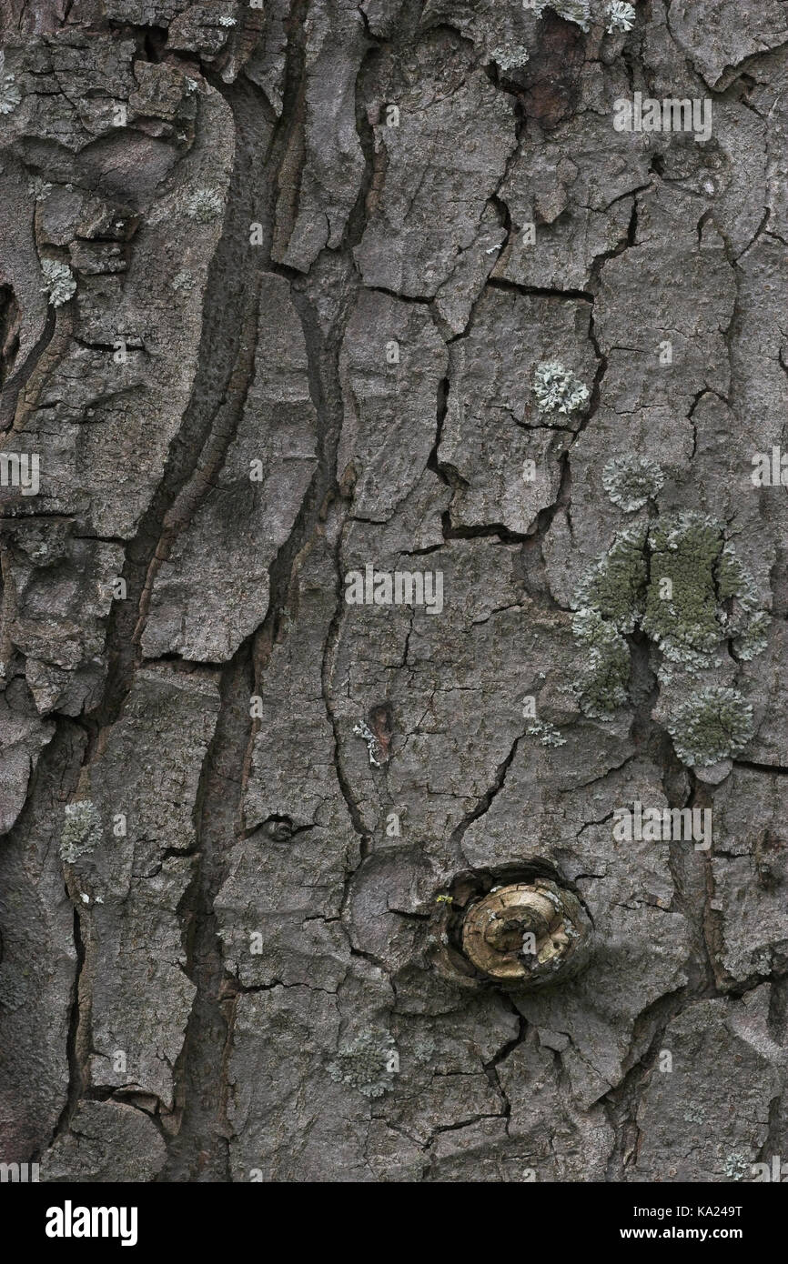 Common horse chestnut, Aesculus hippocastanum, Gemeine Rosskastanie / Aesculus hippocastanum Stock Photo