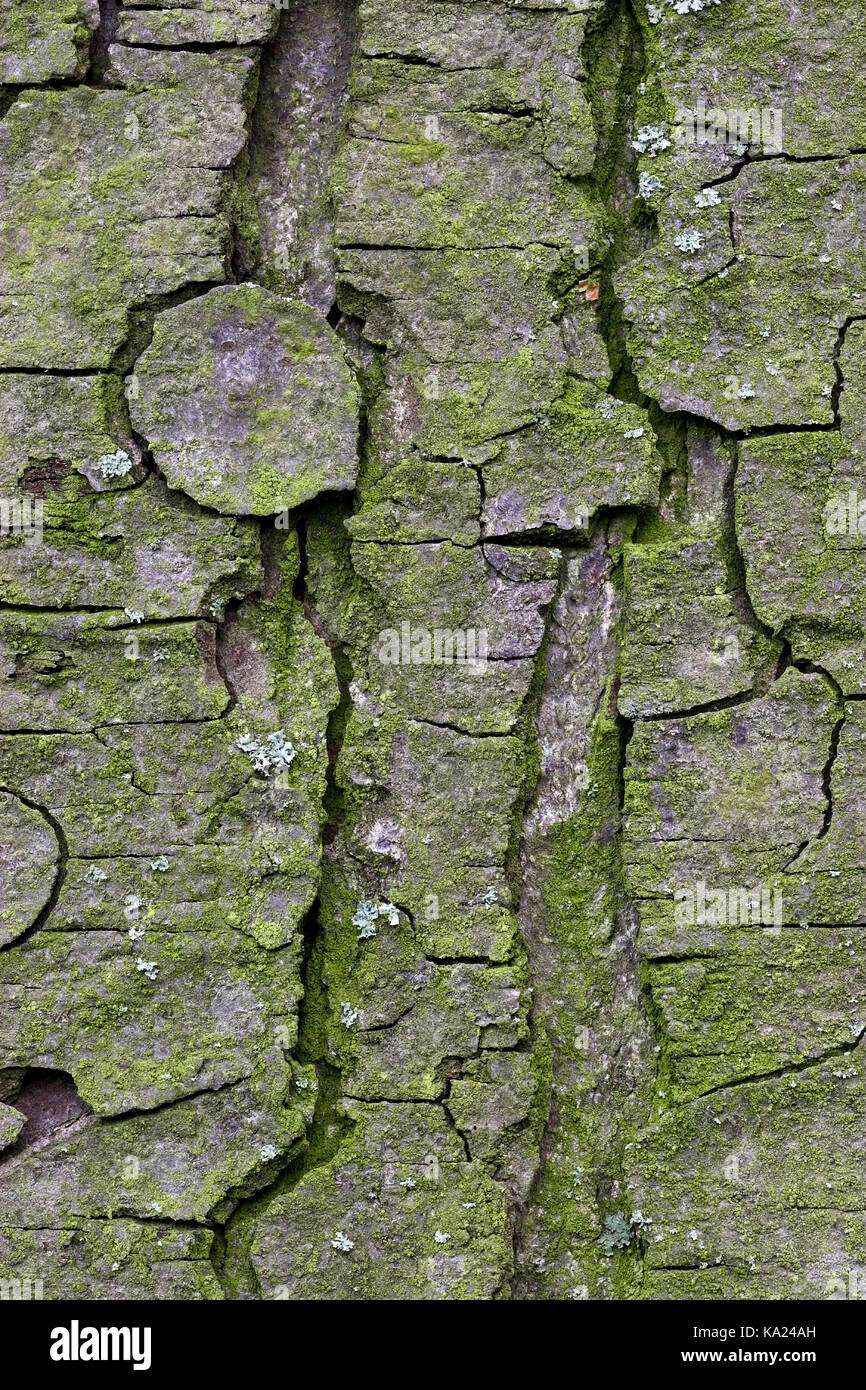 Common horse chestnut, Aesculus hippocastanum, Gemeine Rosskastanie / Aesculus hippocastanum Stock Photo
