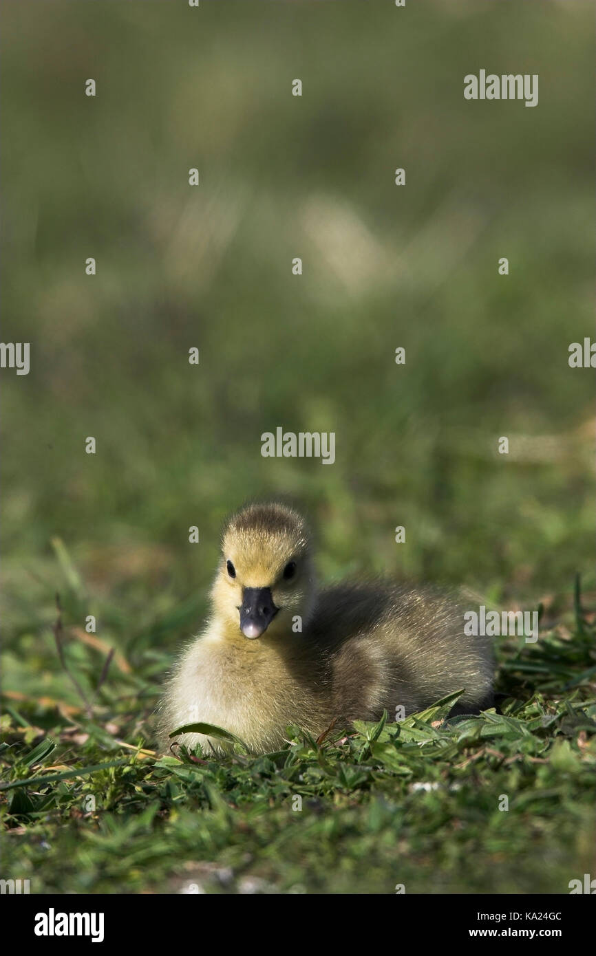 Greylag goose, Grey-Lag Goose, Anser anser, Graugans / Grey-Lag Goose / Anser anser Stock Photo