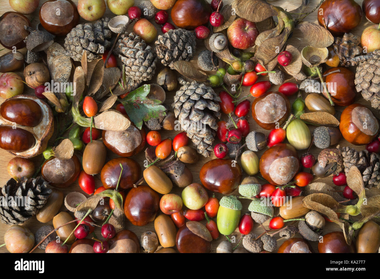 Collection of colourful autumn berries, fruits, nuts, pine cones and conkers in a pattern Stock Photo