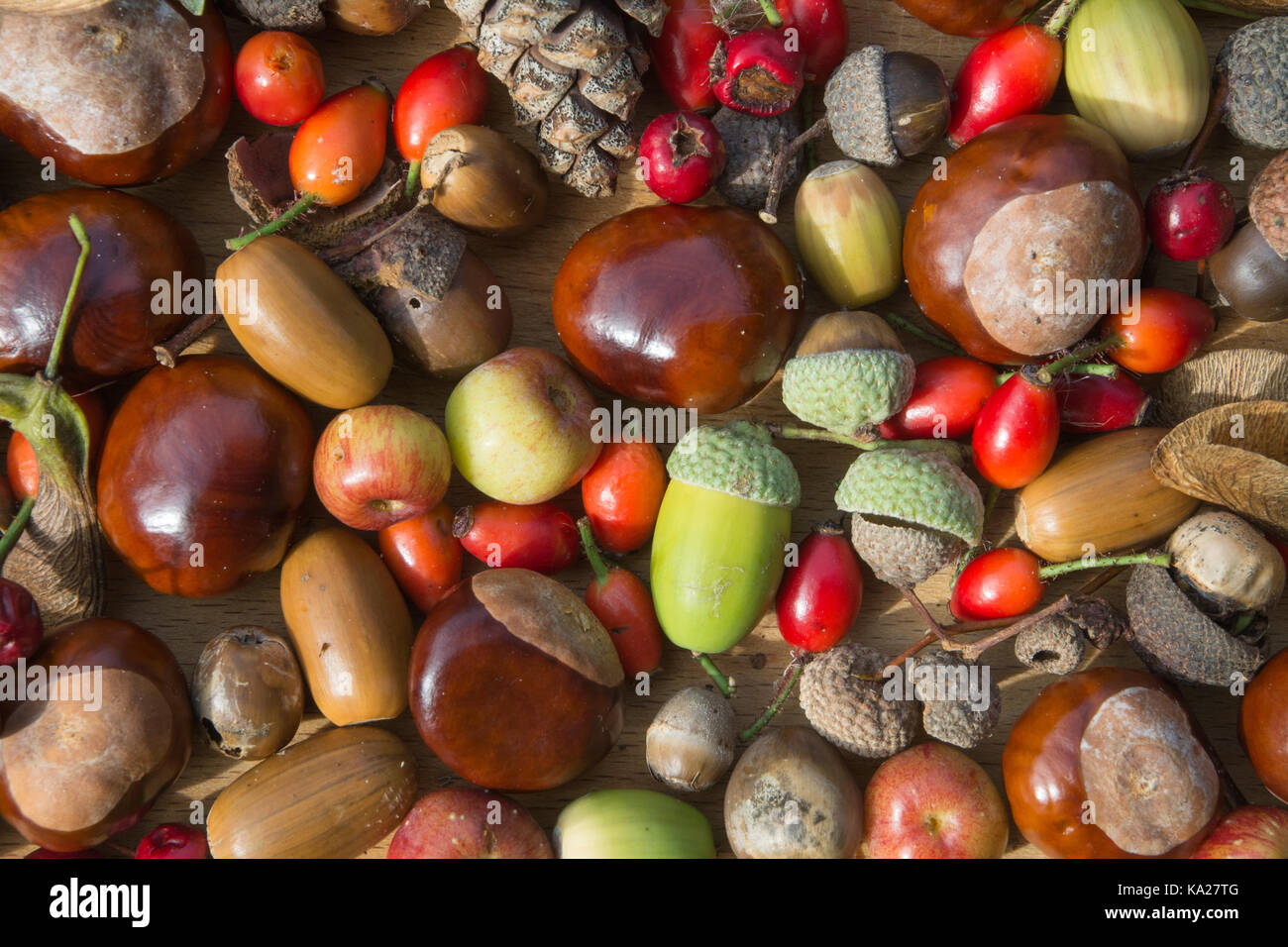 Acorns pattern hi-res stock photography and images - Alamy