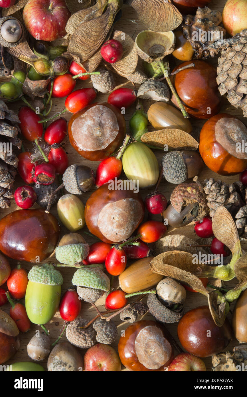 Collection of colourful autumn berries, fruits, nuts, pine cones and conkers in a pattern Stock Photo