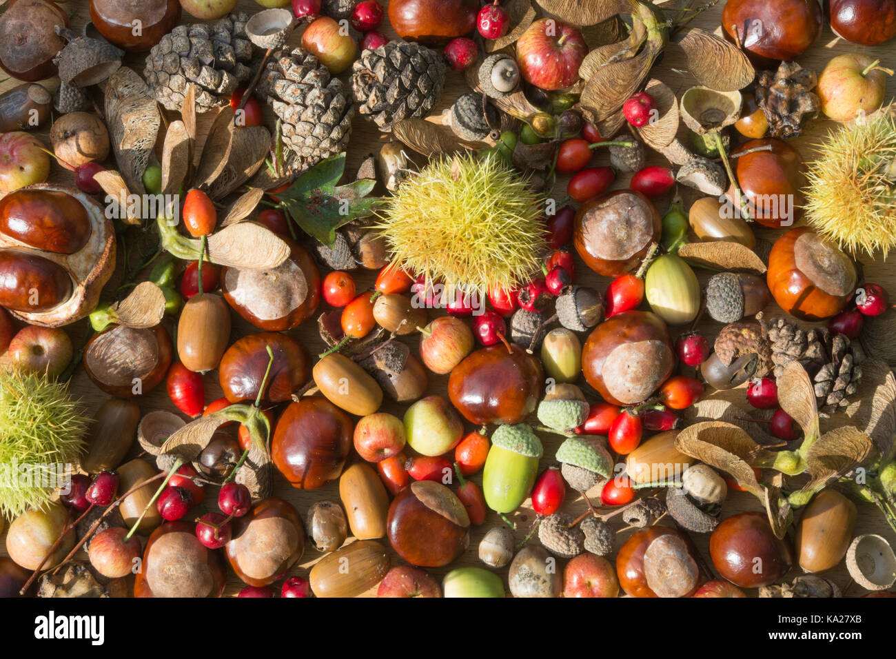 Collection Of Colourful Autumn Berries Fruits Nuts Pine Cones And collection-of-colourful-autumn-berries-fruits-nuts-pine-cones-and