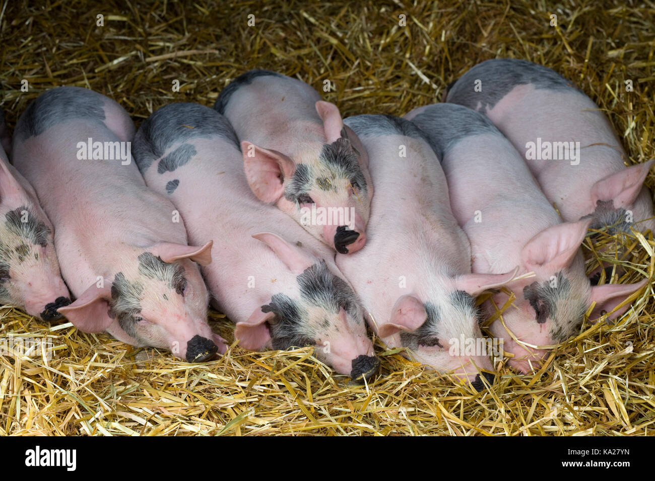 Sus scrofa domesticus, White cross piglets asleep in a straw covered stable Stock Photo