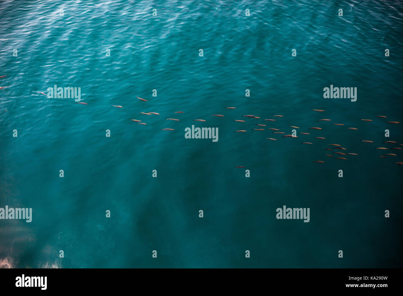 Flock of small sea fish in the water. Stock Photo