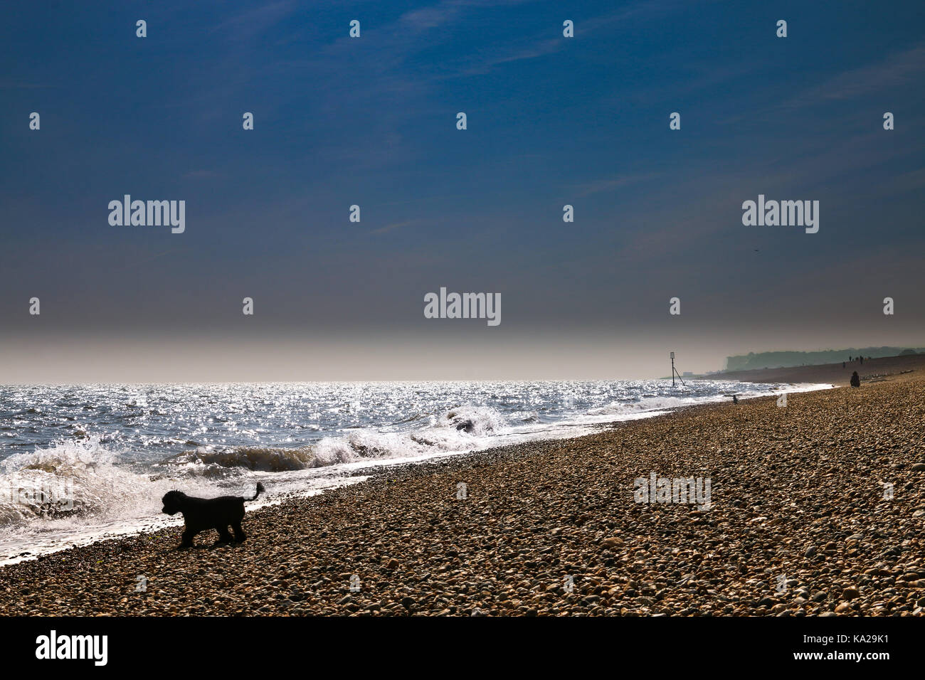 Black Miniature Poodle watching the sea #2 Stock Photo