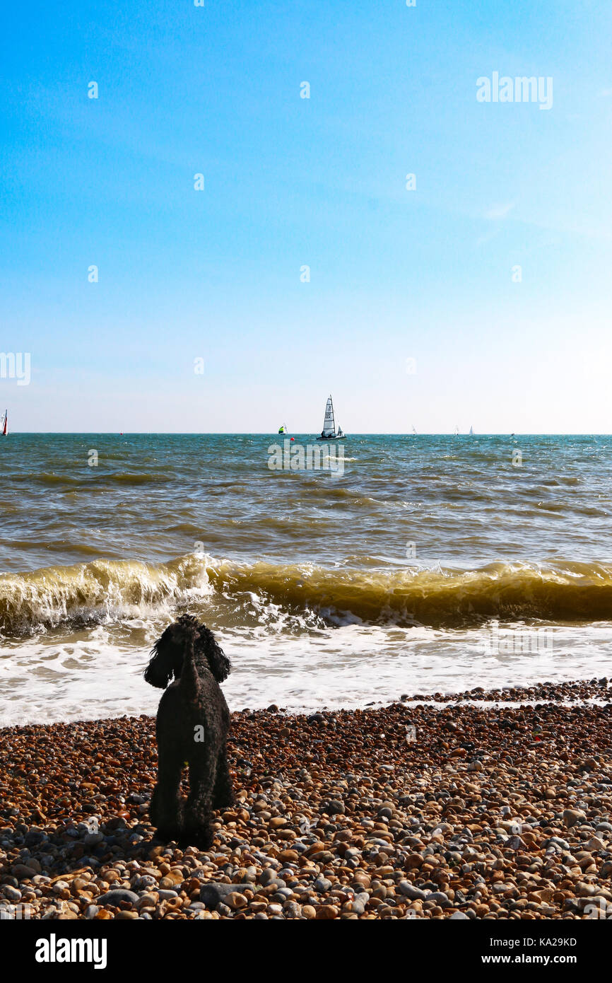 Black Miniature Poodle watching the sea #1 Stock Photo