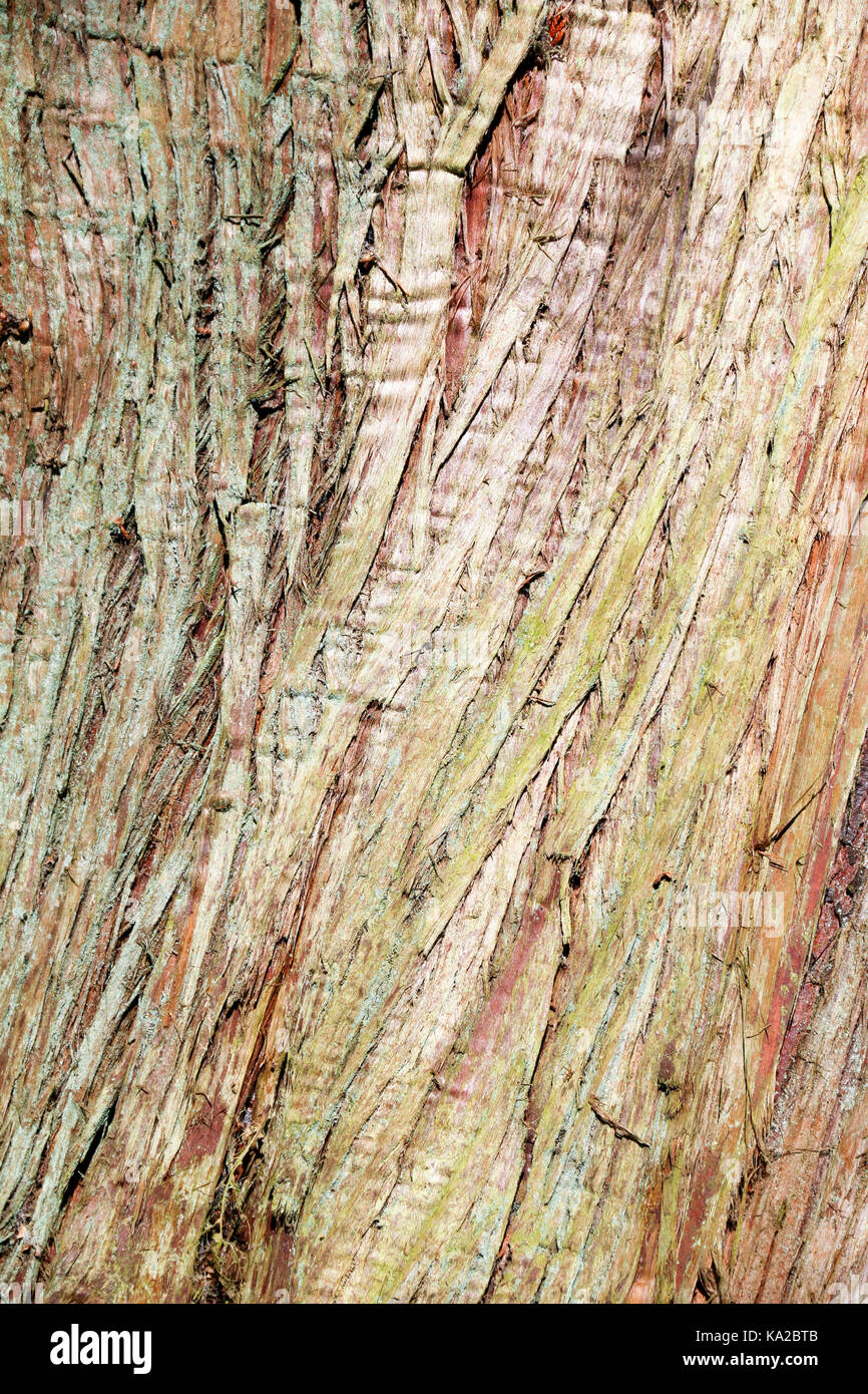 Close up of textured bark of the Thuja Plicata (Western Red Cedar) Stock Photo