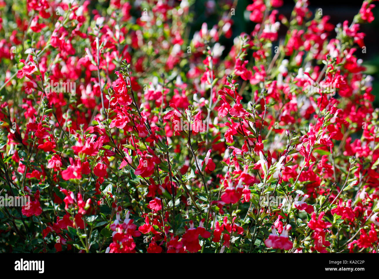 Bunch of red flowers of Salvia Jamensis (Hot Lips) Stock Photo