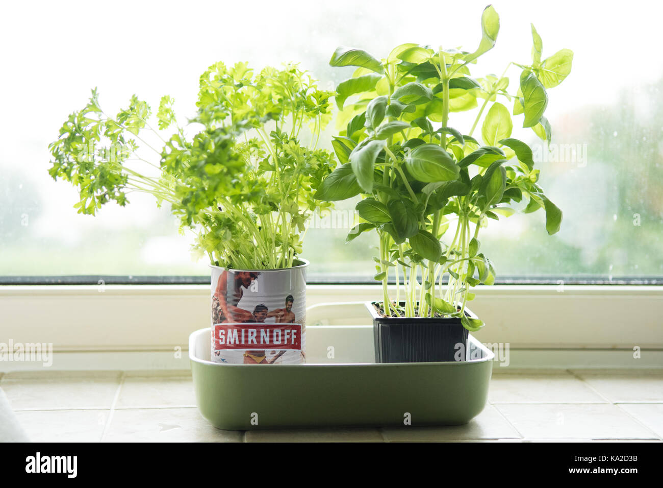 parsley and basil growing in pots on kitchen windowsill Stock Photo Alamy
