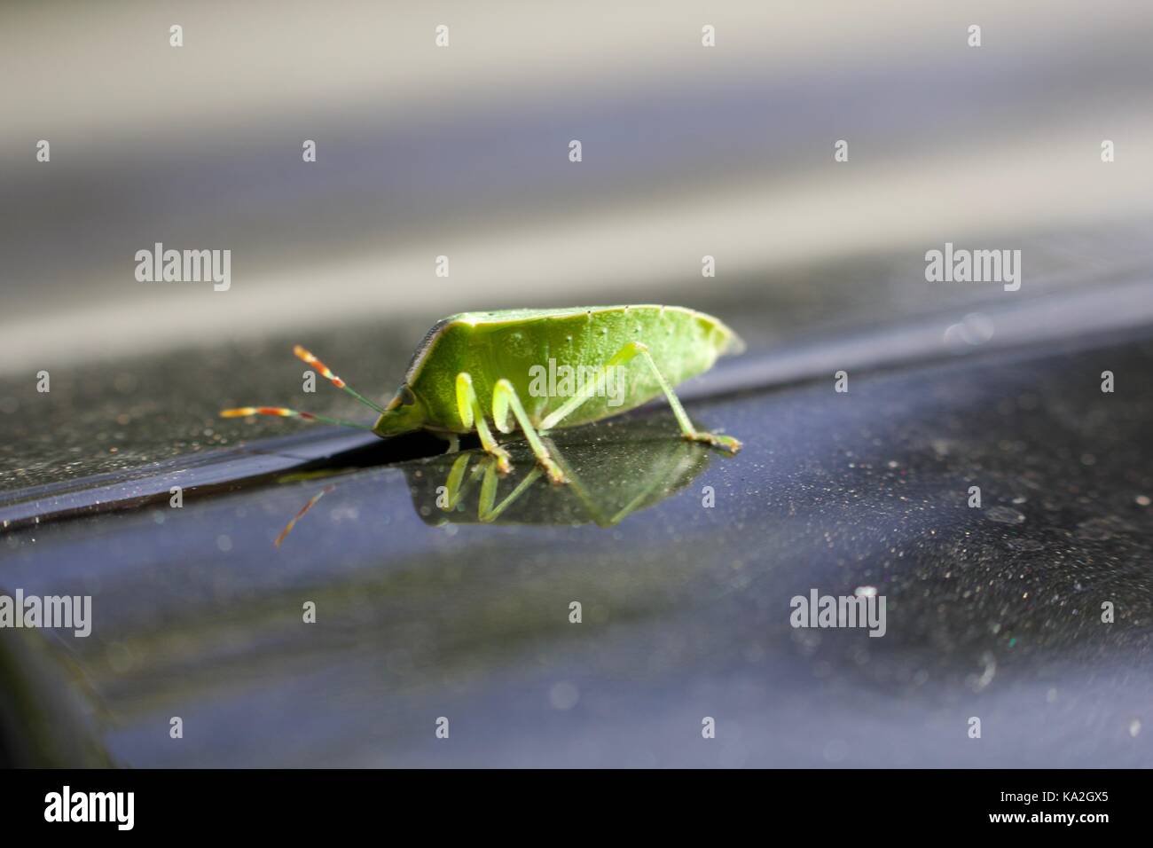 Palomena prasina, insecto verde Stock Photo