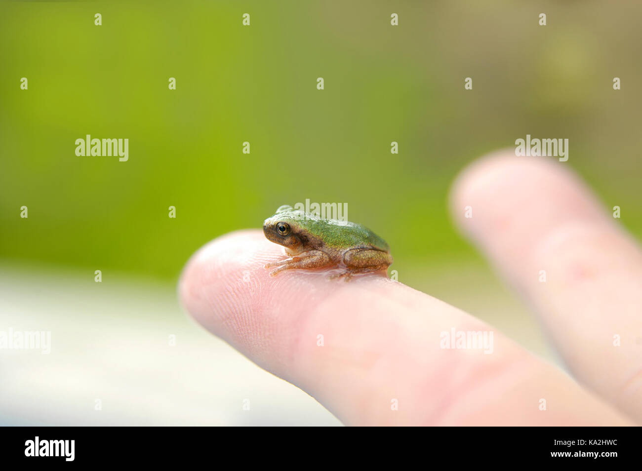 Tiny green, tree frog rests on extended finger showing its size small size. Stock Photo