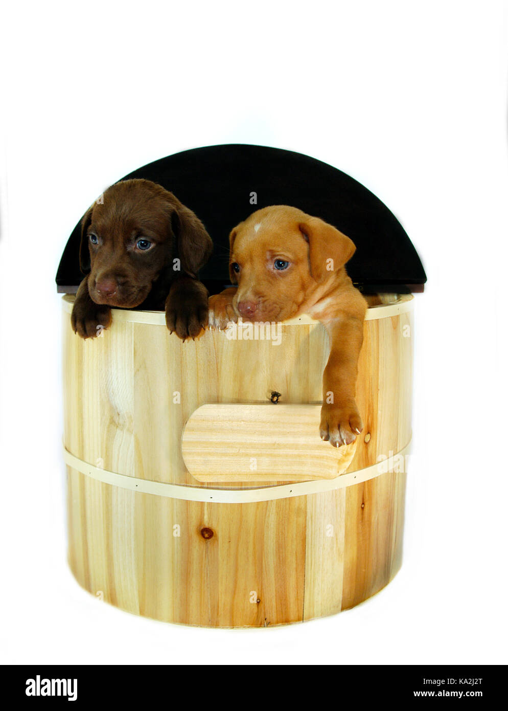 Two Labrado puppies, one golden and the other chocolate,  hang out of a wooden barrel.  Their blue eyes beg to be adopted and their paws point to the  Stock Photo