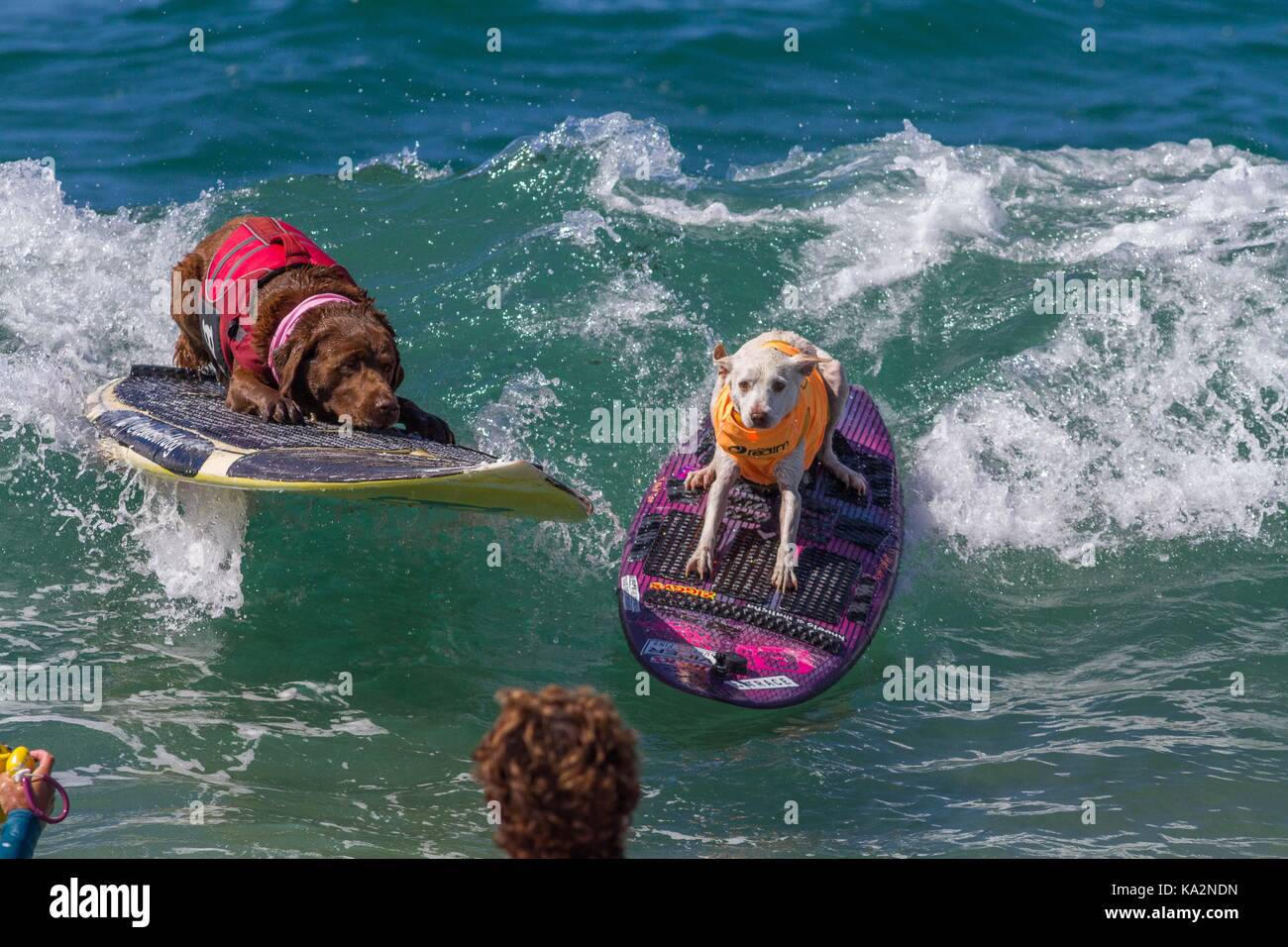 September 23, 2017 CA, USA Surf City Surf Dog returns to Huntington Beach..Another dog gone