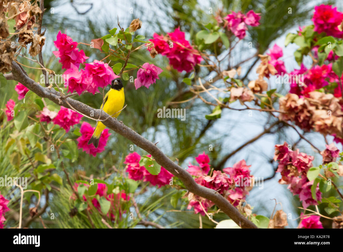 Asuncion, Paraguay. 24th Sep, 2017. A warm spring day in Asuncion with temperatures high around 30°C as a male hooded siskin (Spinus magellanicus) passerine bird rests briefly on purple bougainvillea or 'Santa Rita' ornamental vine branch during sunny afternoon. Credit: Andre M. Chang/ARDUOPRESS/Alamy Live News Stock Photo