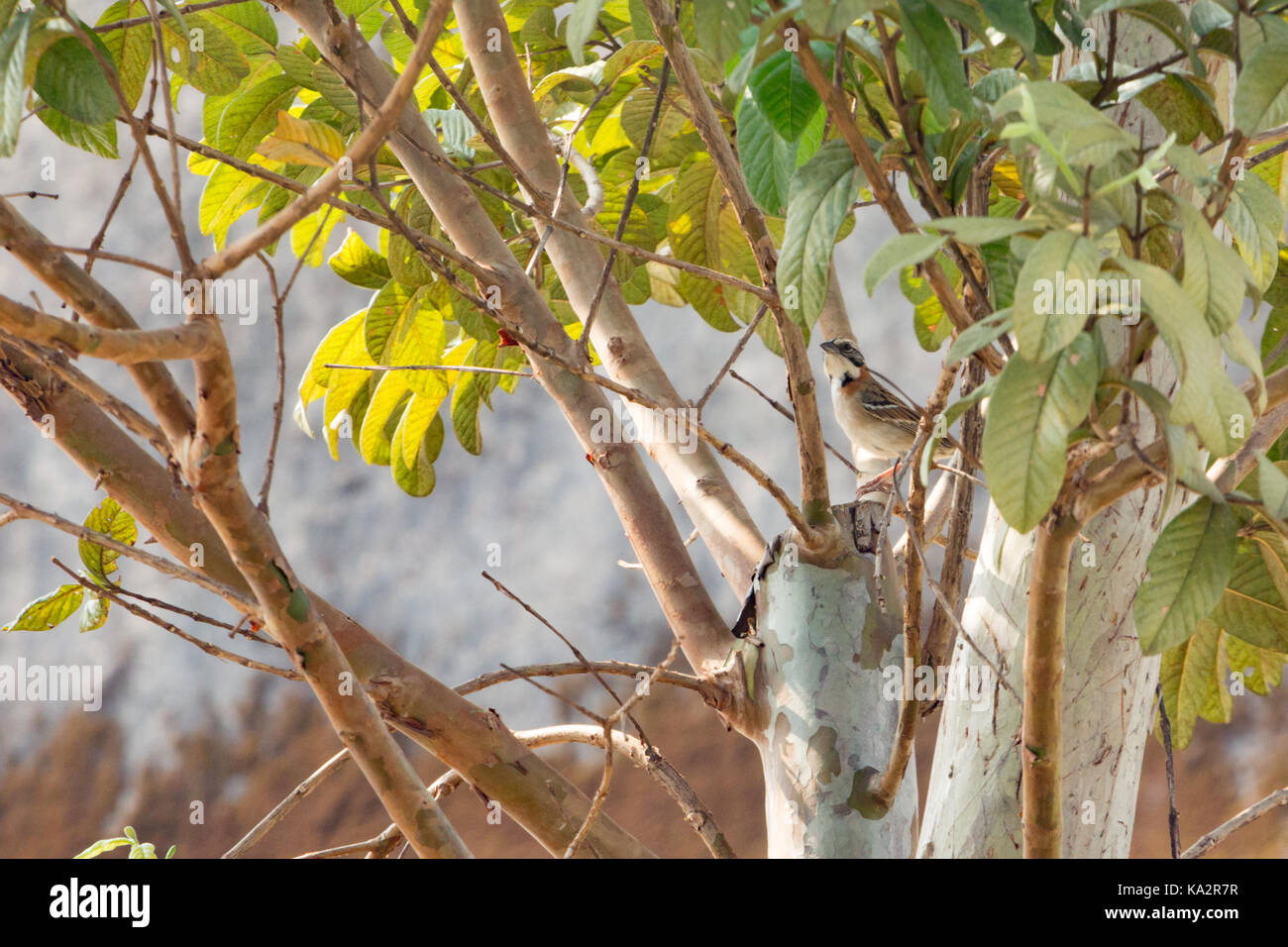 Asuncion, Paraguay. 24th Sep, 2017. A warm spring day in Asuncion with temperatures high around 30°C as a rufous-collared sparrow (Zonotrichia capensis) bird forages for food on guava tree during sunny afternoon. Credit: Andre M. Chang/ARDUOPRESS/Alamy Live News Stock Photo