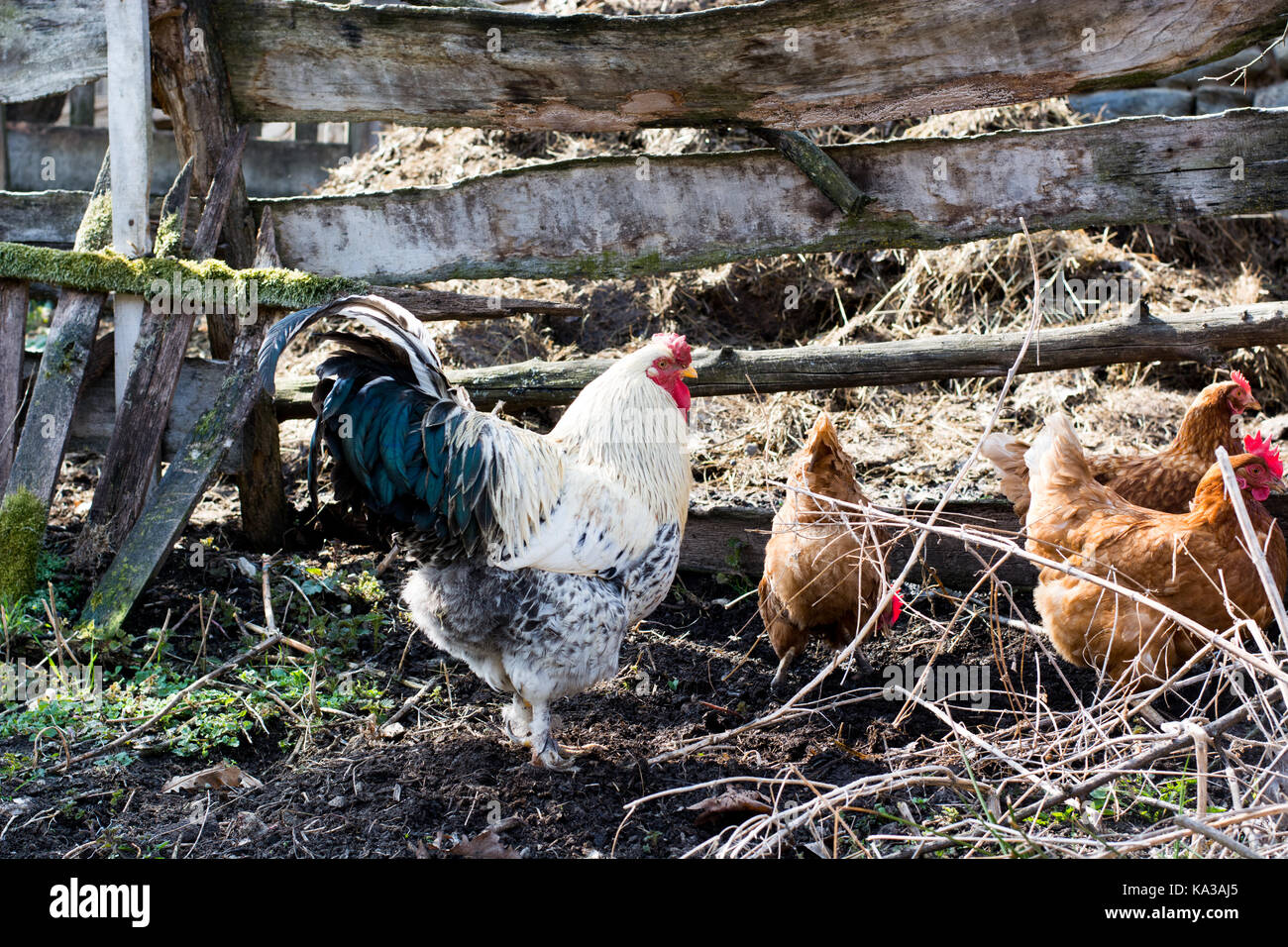 Hens and rooster feed on the traditional rural barnyard at sunny day. Close up of chicken standing on barn yard with the chicken coop. Free range poul Stock Photo