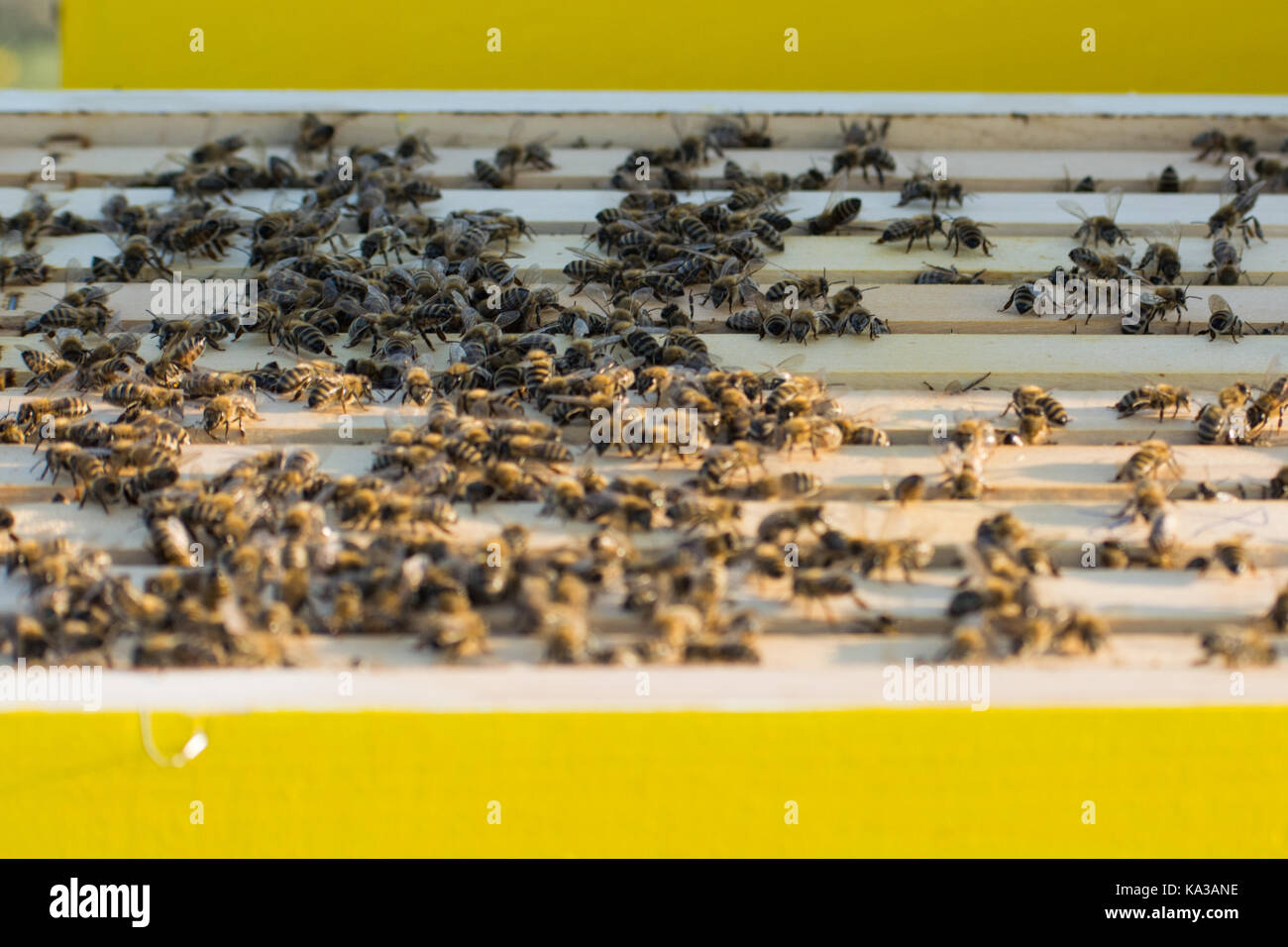 Bee frames in Bee hive with bees on them collecting nectar Stock Photo