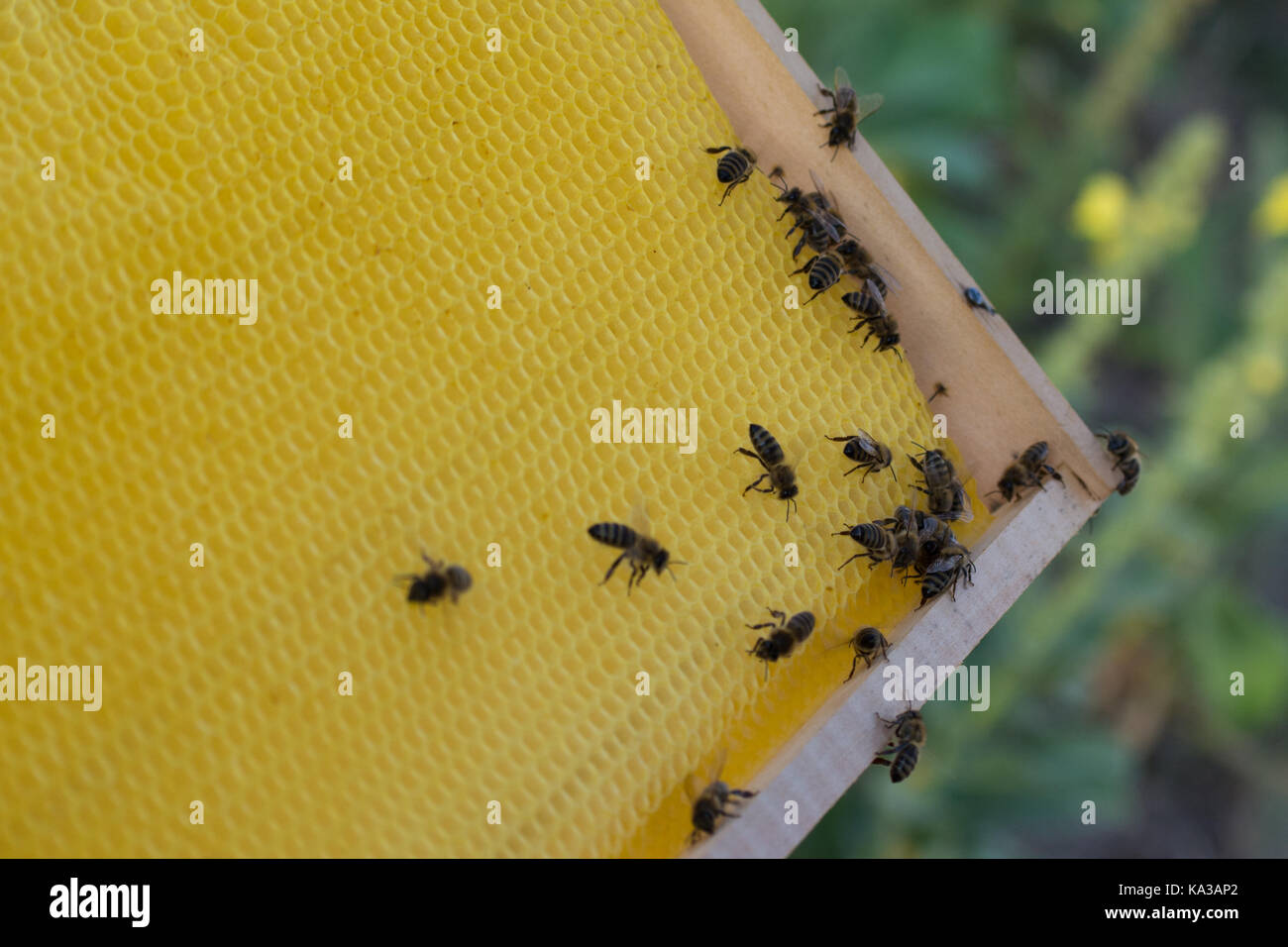 Frames of a bee hive. Beekeeper harvesting honey.  Beekeeper Inspecting Bee Hive Stock Photo