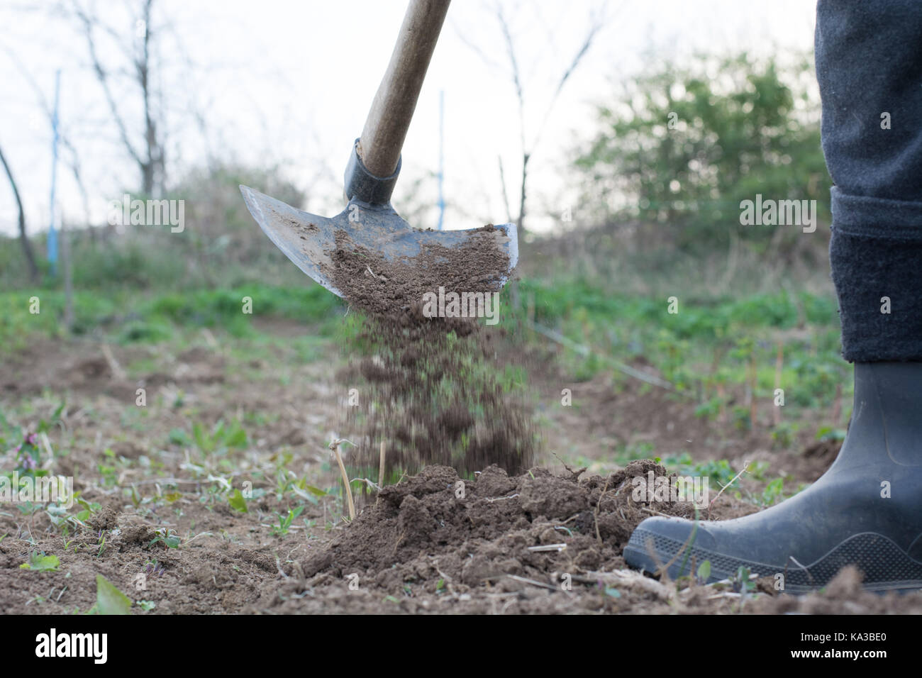 Garden hoe with movement weeding a garden area and dirt path Stock Photo