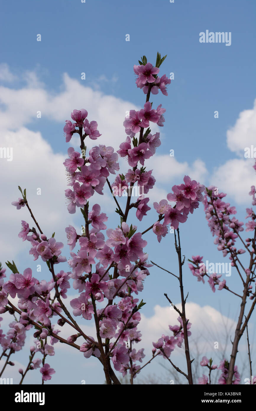 Peach tree in full blossom. Tree in bloom in spring. Peach flowers on a tree branch. Twig with flowers. Stock Photo