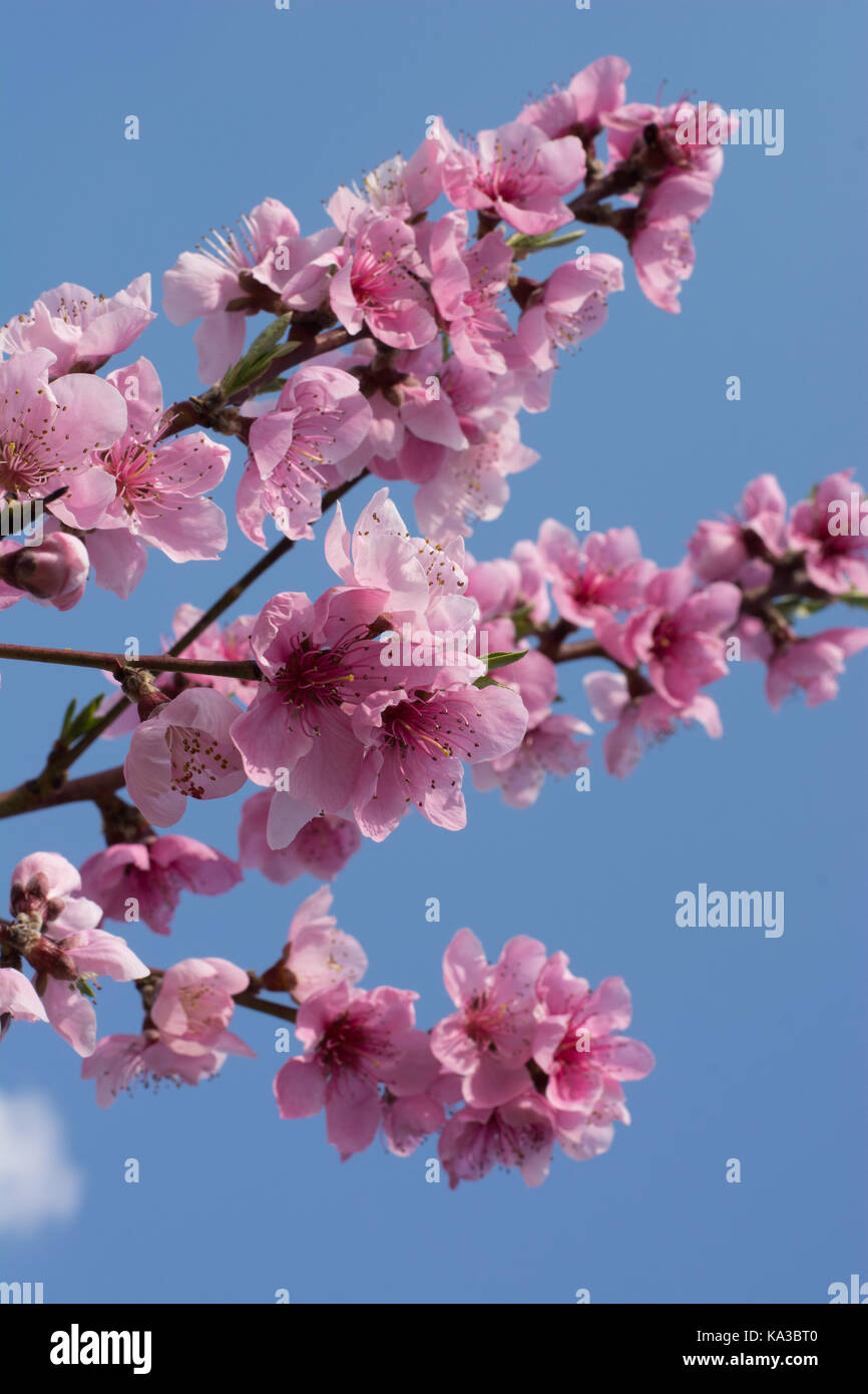 Peach tree in full blossom. Tree in bloom in spring. Peach flowers on a tree branch. Twig with flowers. Stock Photo
