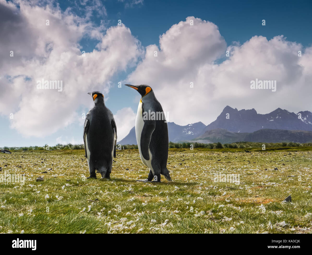 Close-up low angle view of two adult penguins alone together during mating season on South Georgia Island in November. Stock Photo