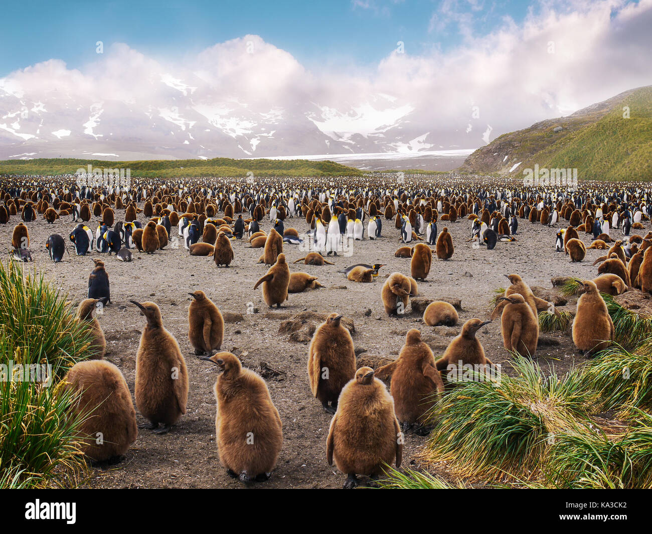 Large king penguin colony on Salisbury Plain on South Island with penguin chicks in the