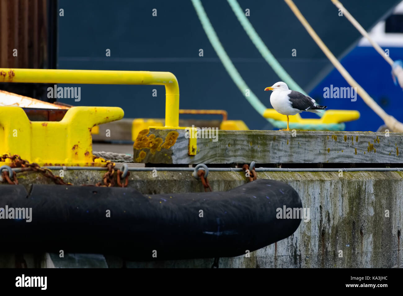 Seagull standing on one leg in the colorful Reykjavik harbor in Reyakjavik, Iceland at beginning of the June 2017. Stock Photo