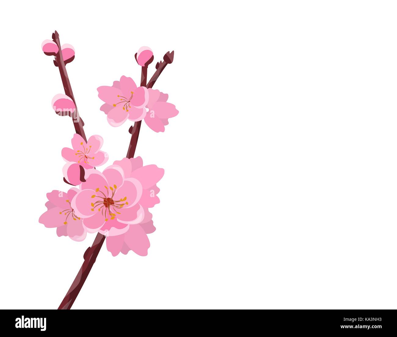 Branch with delicate flowers and cherry buds. Sakura. isolated on white ...