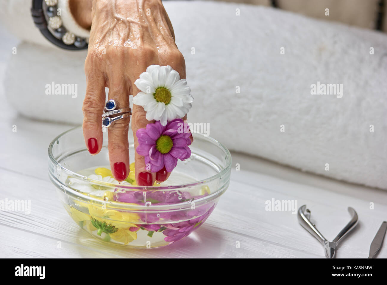 Spa treatment for female hands. Senior woman manicured hand with two colored chrysanthemum in glass bowl with water. Womans relax and treatment. Stock Photo