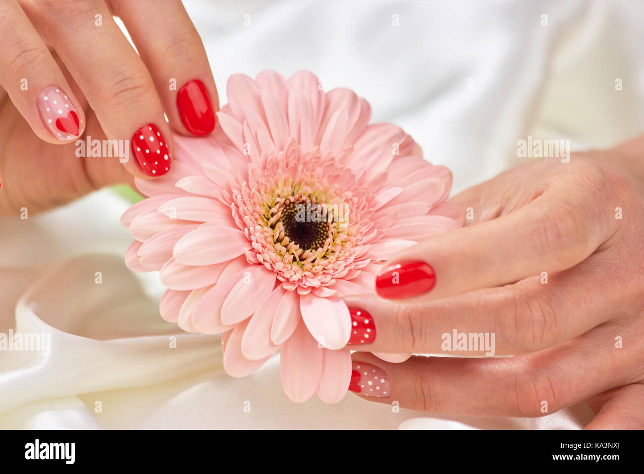 Female Gentle Hands Holding Gerbera Peach Color Gerbera In Female Hands With Romantic Manicure