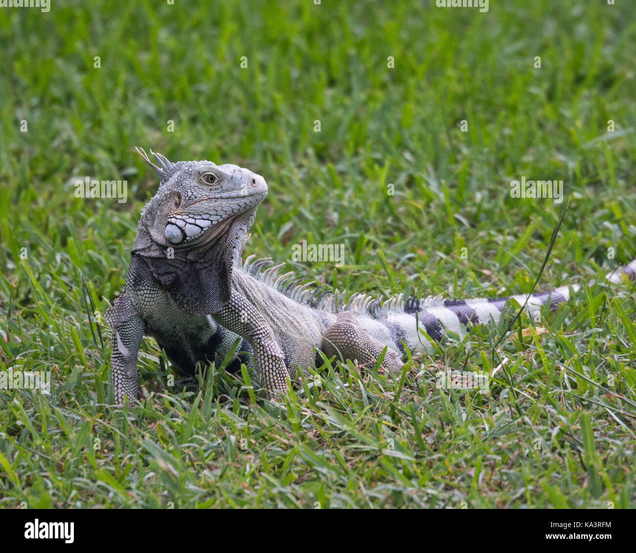 Wild Iguana on Aruba Island. Stock Photo