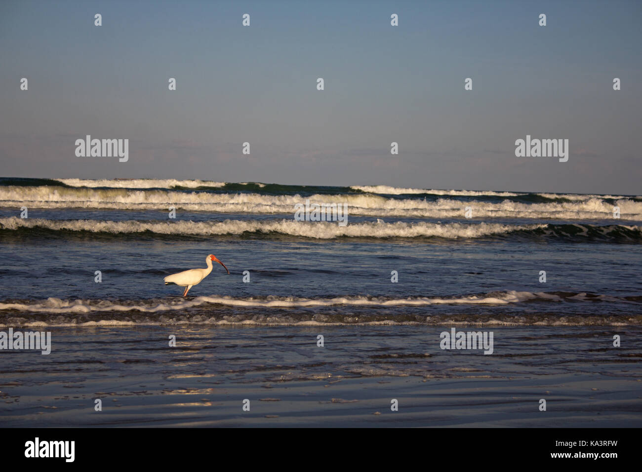 White Ibis wading in the surf along the Florida Atlantic Coast close to sunset. White wave crests and a brilliant white bird. Stock Photo
