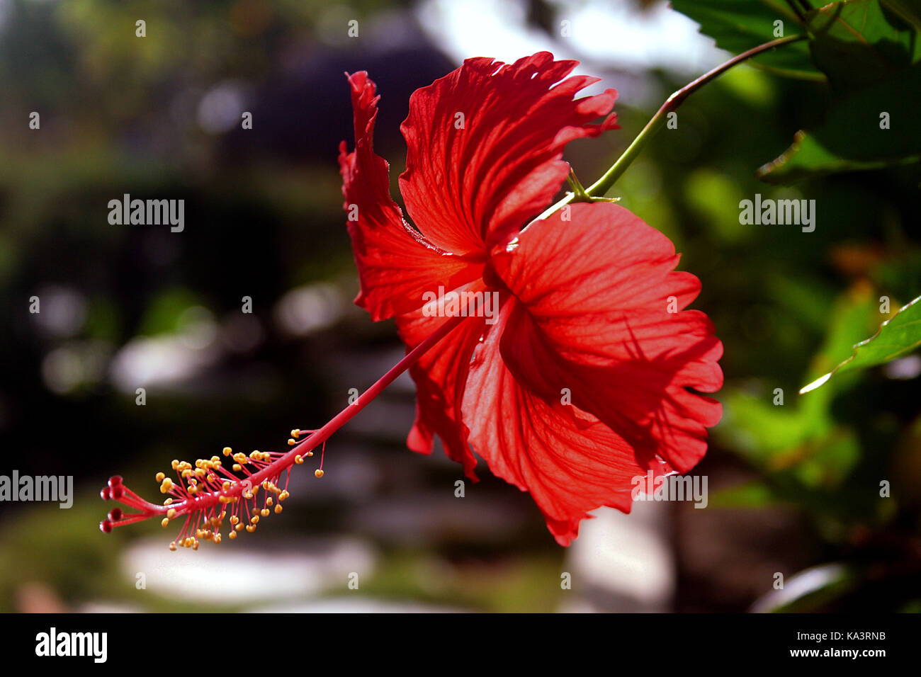 Flower Red Hibiscus (Cayena) in Venezuela Stock Photo