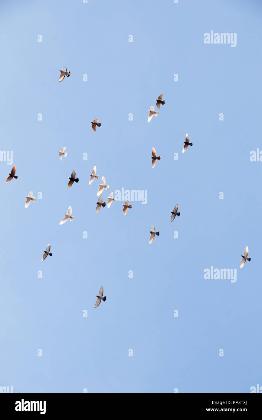 Flock of birds fly in a blue sky Stock Photo - Alamy