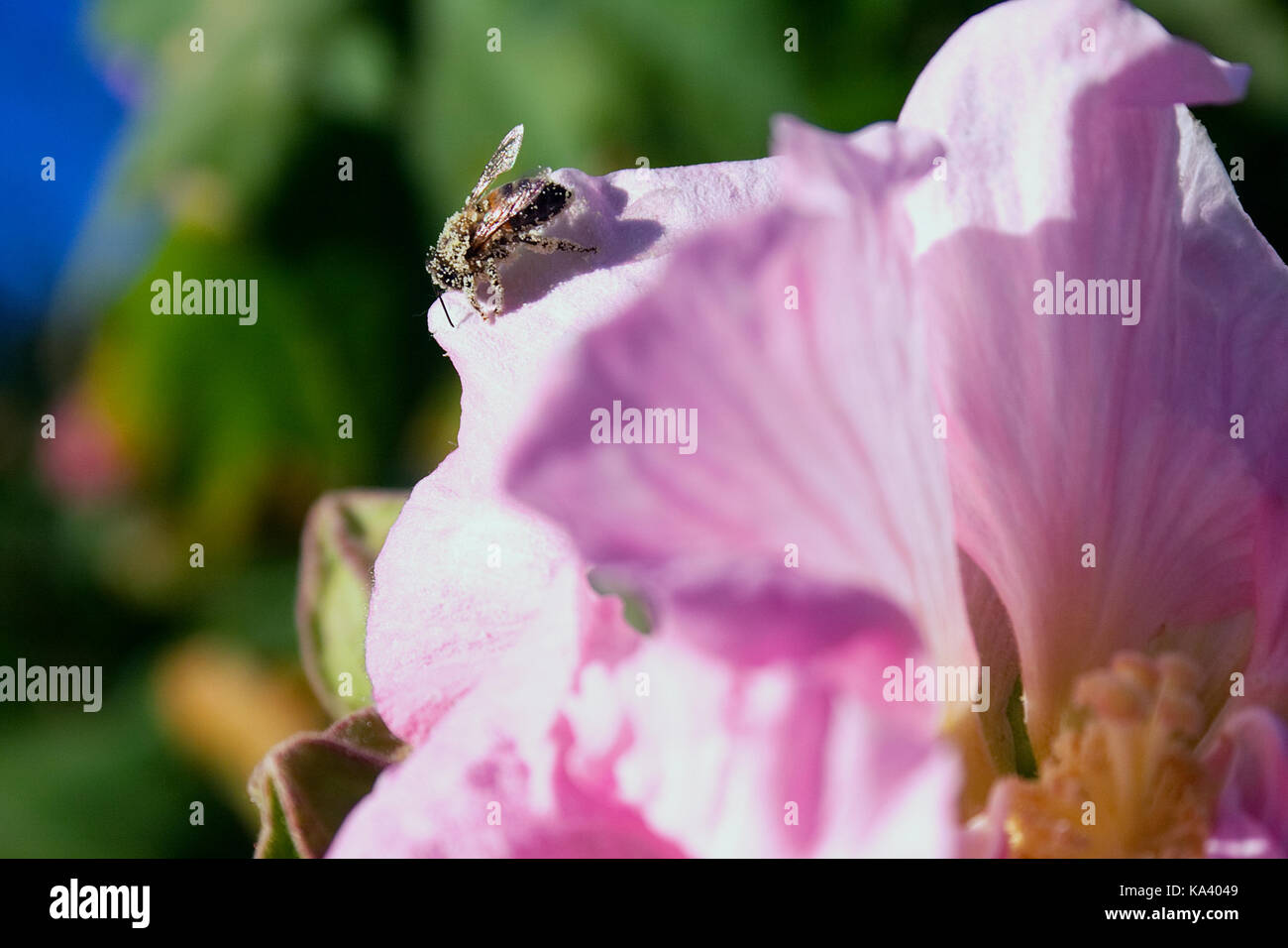 Bee Smothered with Pollen Resting on Rosa-Sinensis (Cayena) in Venezuela Stock Photo