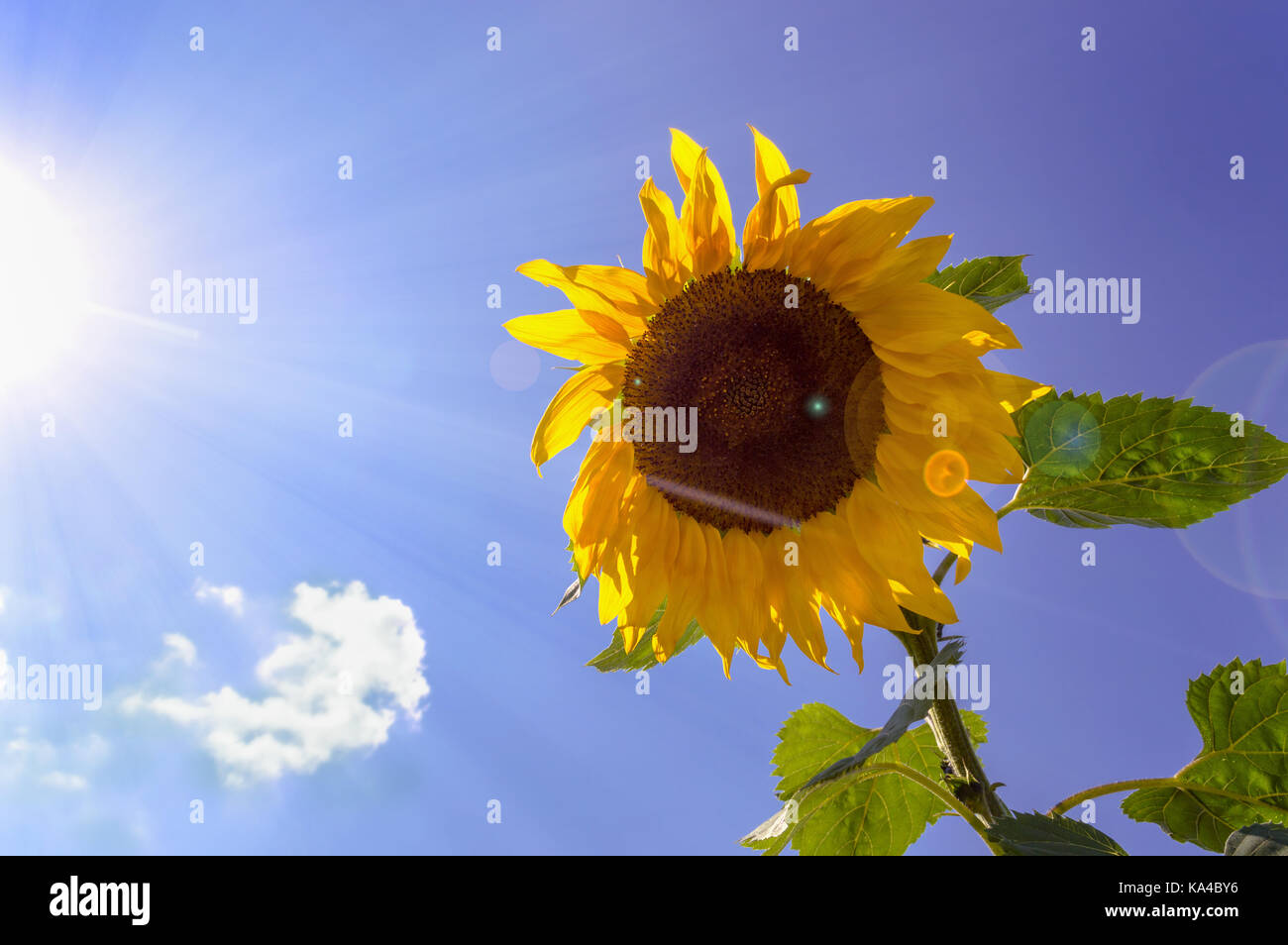 sunflower on blue sky bg Stock Photo