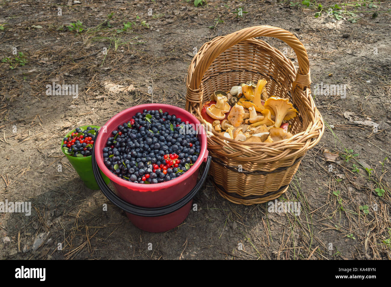 blueberries and Chanterelles gathering Stock Photo Alamy