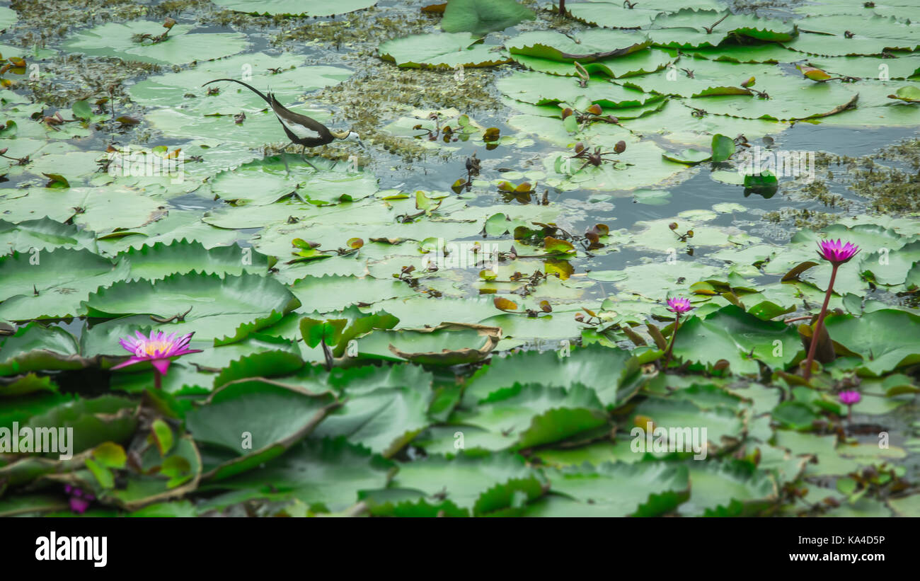 beautiful bird Standing on lotus , Lotus in the lotus lake Stock Photo