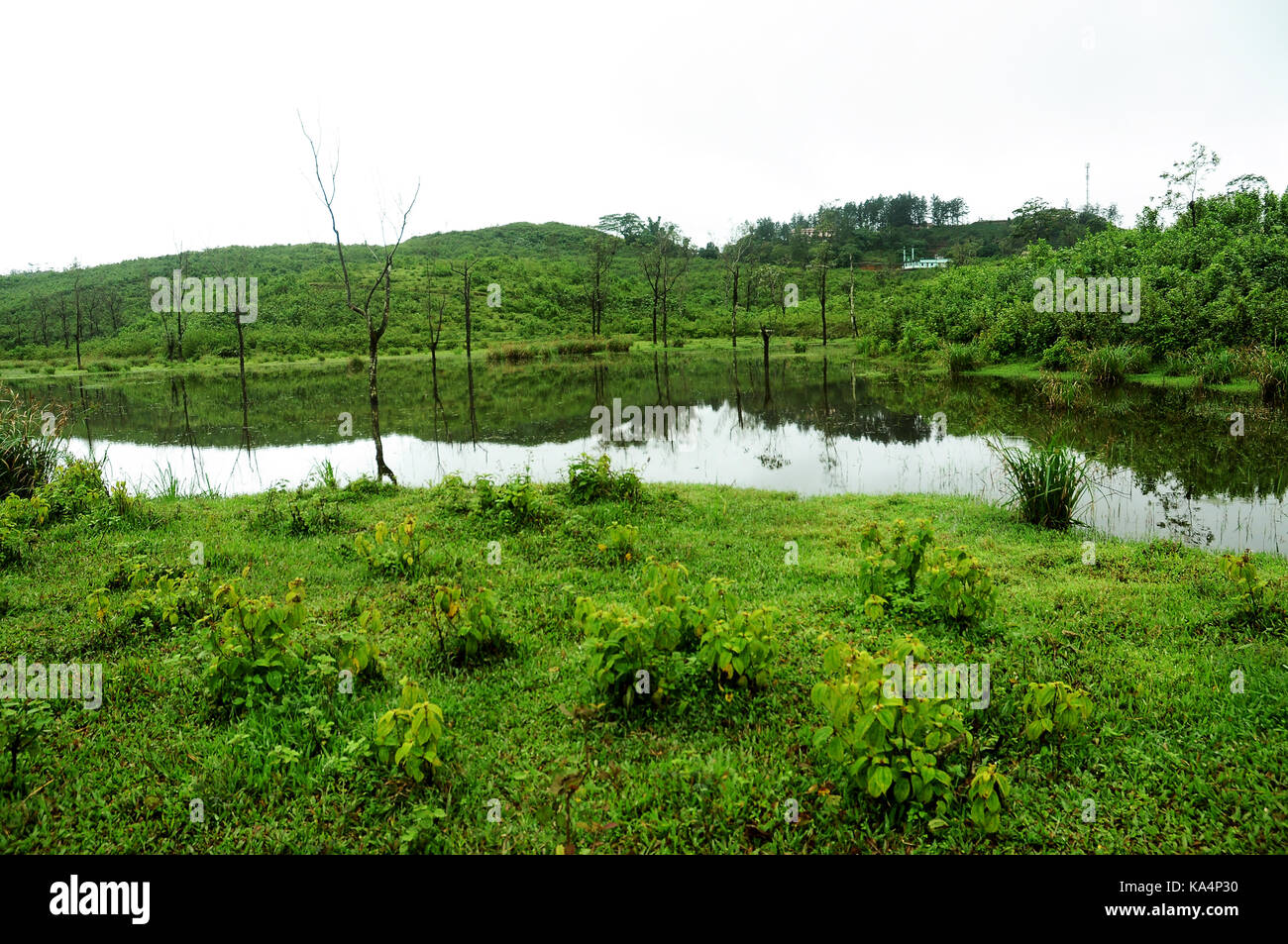 nature purity grass on the river bank Stock Photo - Alamy