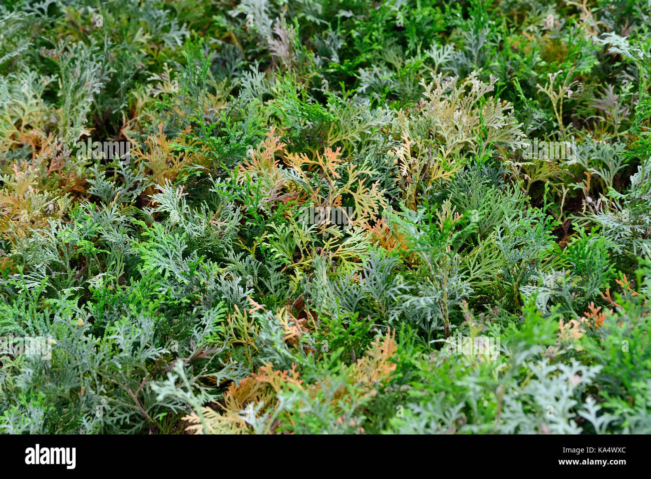 Green Hedge of Thuja, Bush Trees (cypress, juniper). Green thuja tree branches and leaves as natural background. Texture. Leaves of pine tree Stock Photo