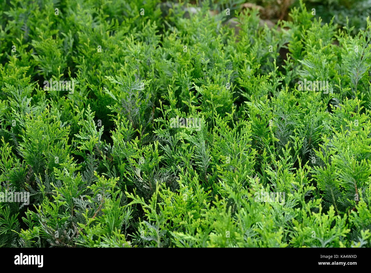 Green Hedge of Thuja, Bush Trees (cypress, juniper). Green thuja tree branches and leaves as natural background. Texture. Leaves of pine tree Stock Photo